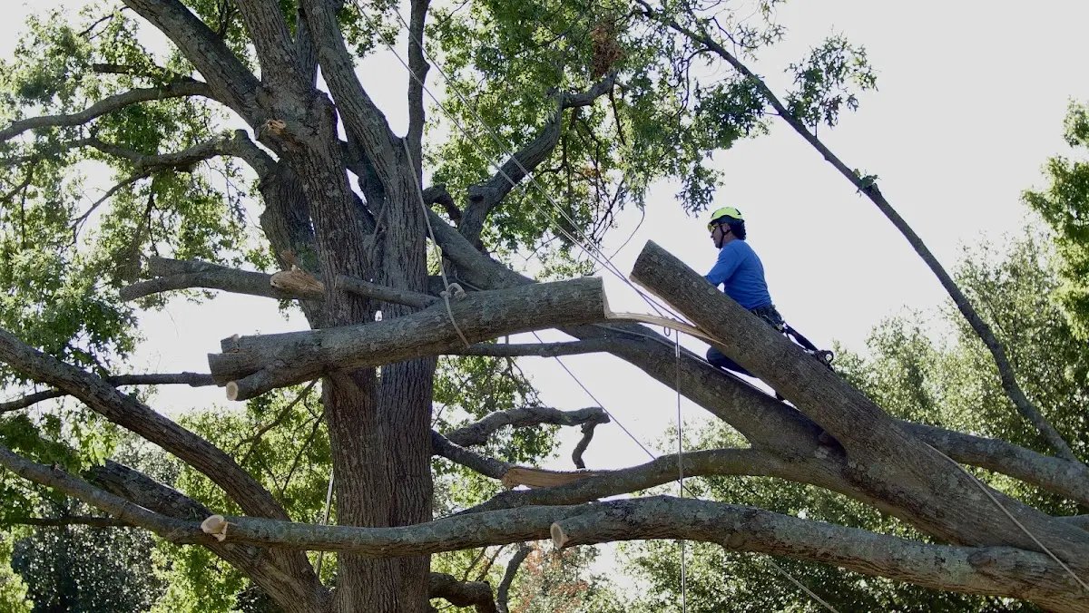 Professional Crown Thinning performed by certified arborists in Yuma